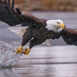 bald eagle fishing