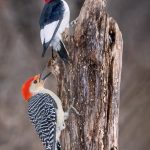 two woodpeckers