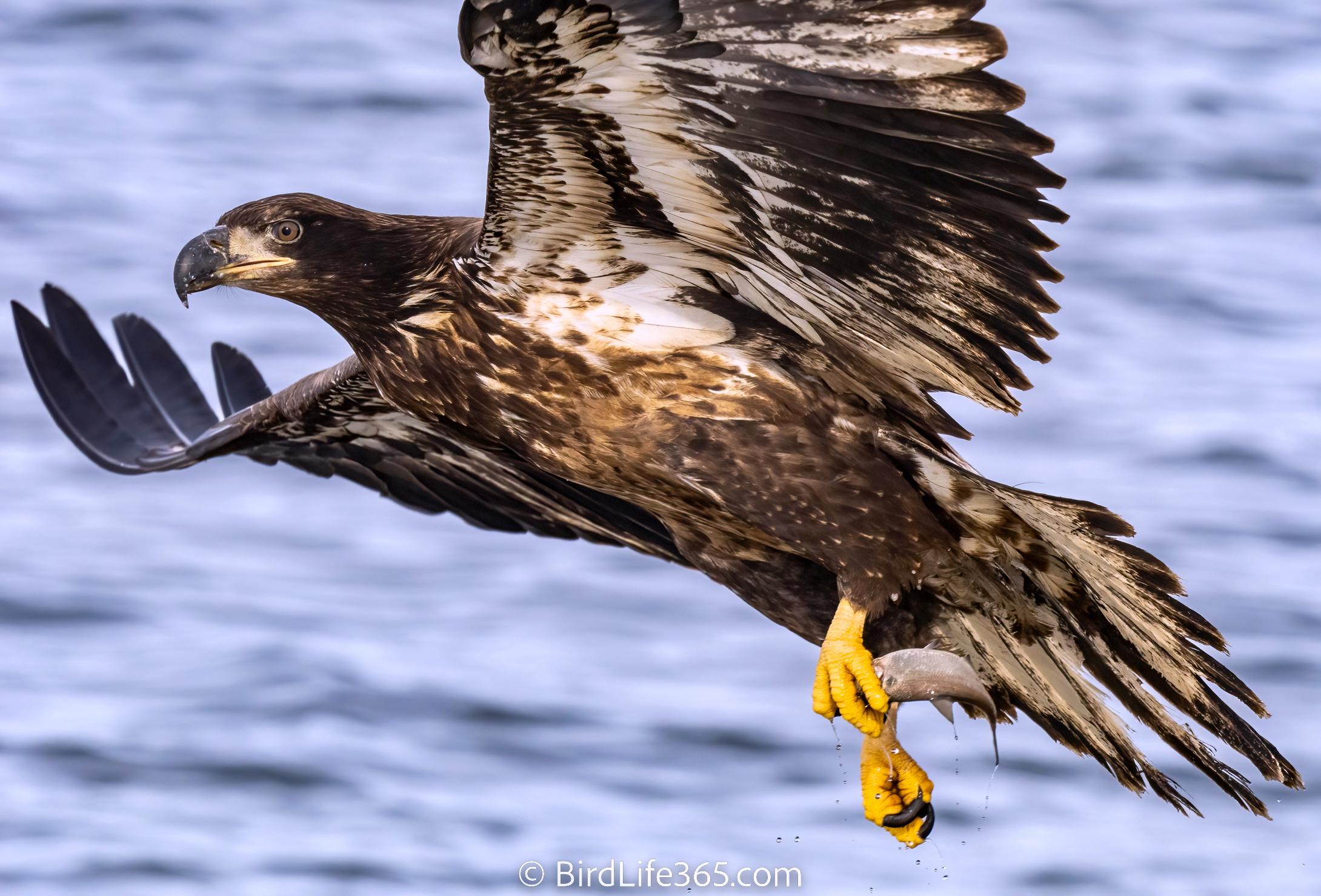 eagle with fish