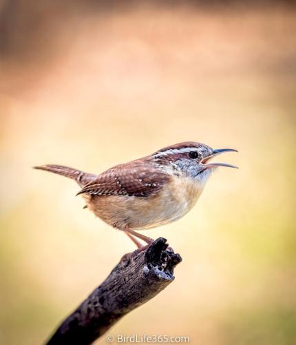 Carolina Wren