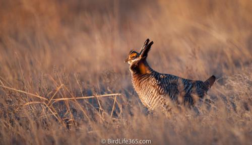 Prairie Chicken Morning