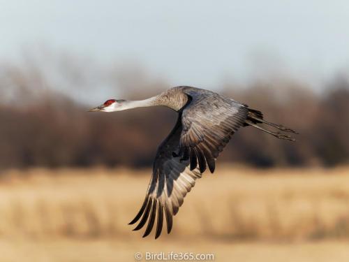 Sandhill Crane In Nebraska