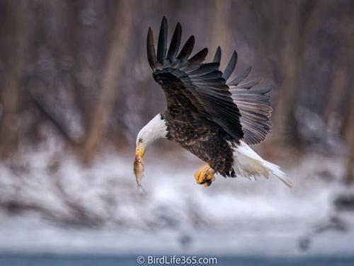 Eagle And Fish