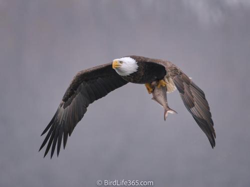 Eagle In Fog