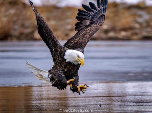 Easy Pickings Eagle