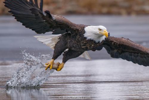 Eagle And Fish
