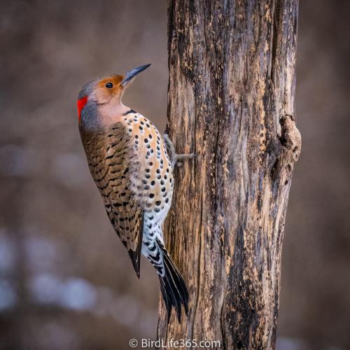 Flicker In Golden Light
