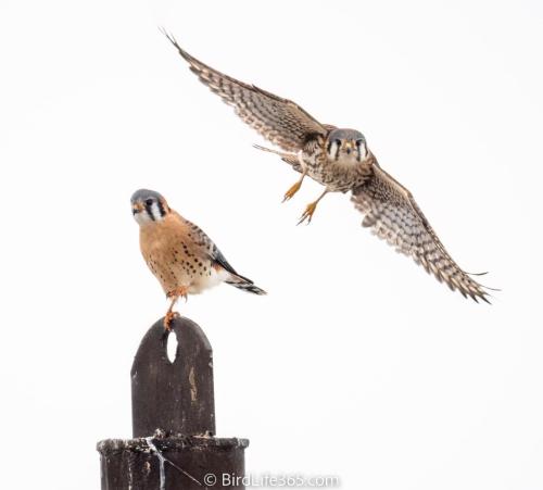 Pair Of Kestrels