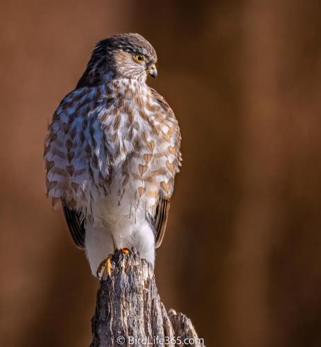 Sharp-shinned Hawk
